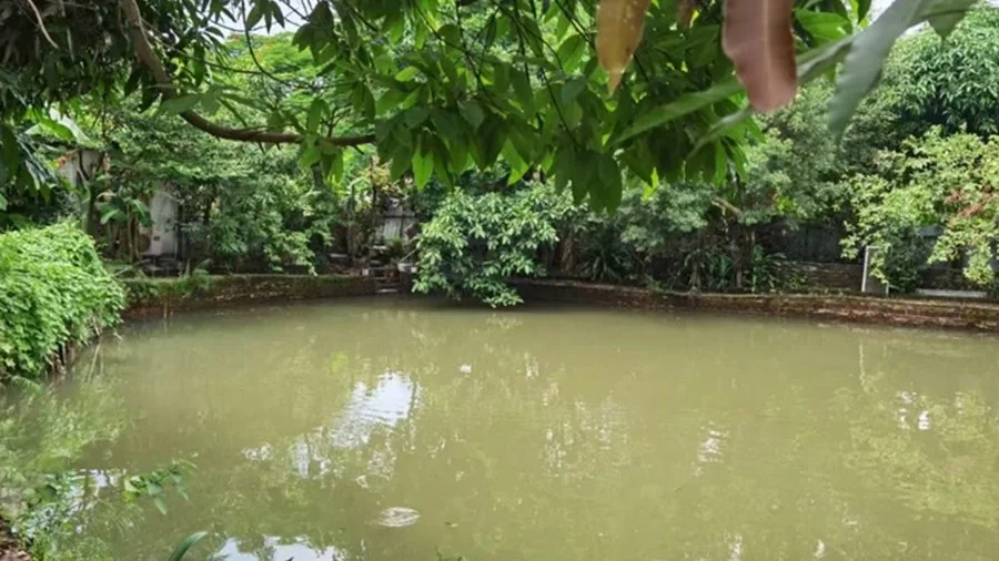 呆园的水塘与果园,鸭子在水面上悠闲划水