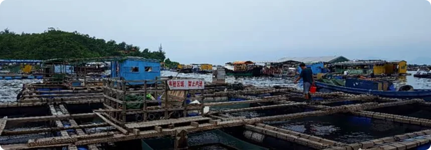 粤西沿海的鱼排养殖场景，木架网箱浮于海面，渔人其间忙碌